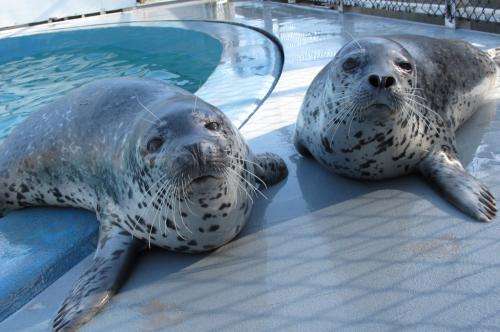Spotted seal study reveals sensitive hearing in air and water