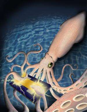Squid skin protein could improve biomedical technologies, study shows