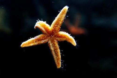 Starfish have been mysteriously dying by the millions in recent months along the US west coast, worrying biologists who say the 