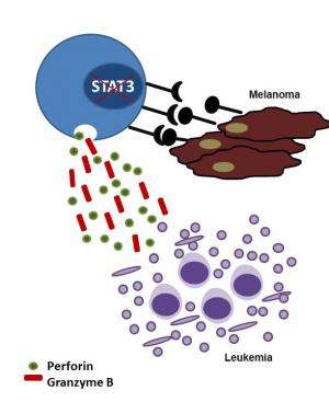 Blocking STAT3 could help cancer patients in two ways