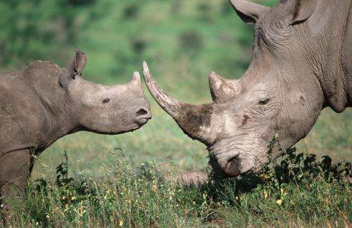 Statistics highlight need for action against rhino poaching