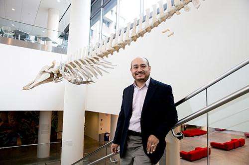 Status shift for whale pelvic bones