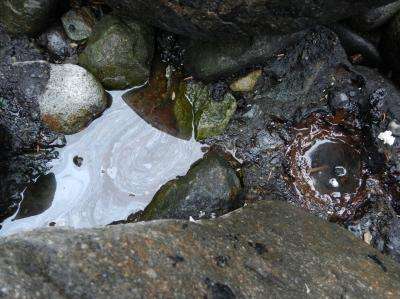 Still-fresh remnants of Exxon Valdez oil protected by boulders