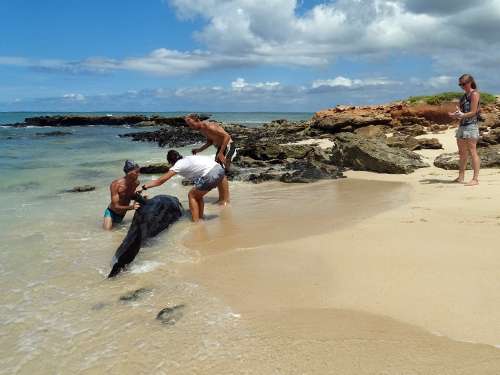 Stranded pilot whale rescued in Cape Verde