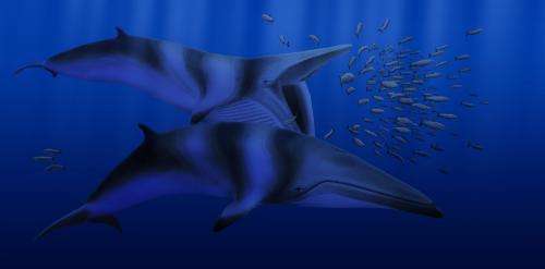 Strange marine mammals of ancient North Pacific revealed