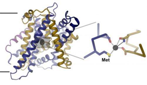 Structure of an iron-transport protein revealed