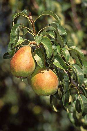 Studies explore storage ideas for Anjou pears