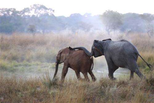 Study: 20,000 elephants poached in Africa in 2013