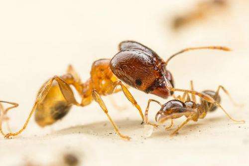 Study: Big-headed ants grow bigger when faced with fierce competitors