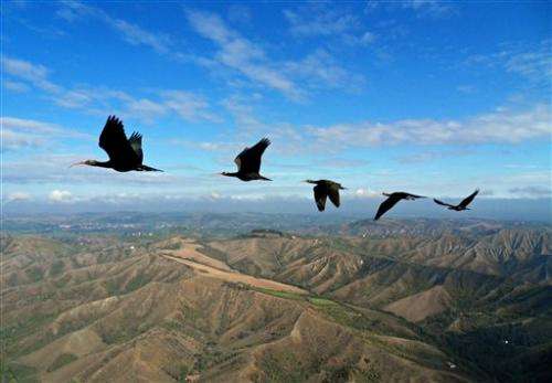 Study: Birds fly in 'V' formation to save energy