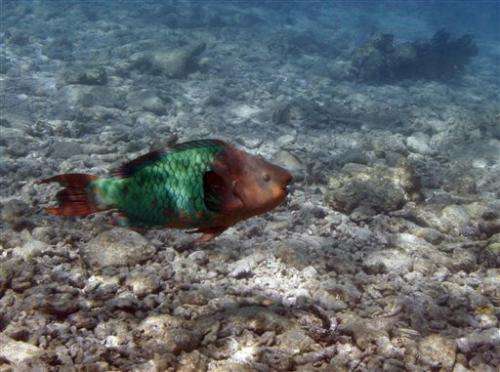 Study: Carib reefs need parrotfish, sea urchins