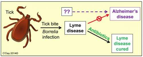 Study disproves link between Lyme and Alzheimer's diseases