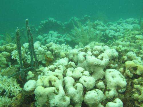 Study: Environmental bleaching impairs long-term coral reproduction