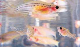 Study establishes zebrafish as a model for flu study