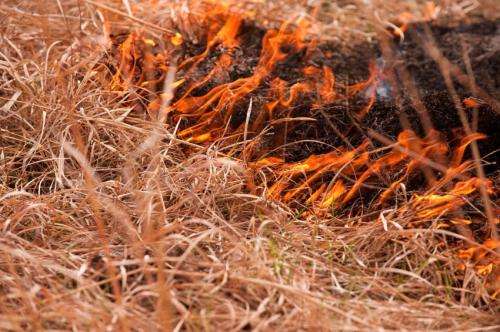 Study finds benefits to burning Flint Hills prairie in fall and winter