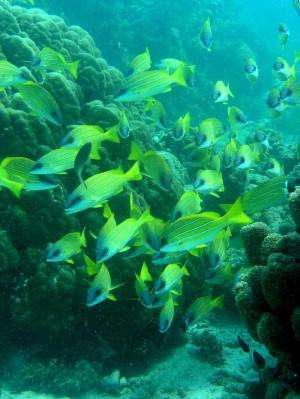 Study finds marine protected areas inadequate for protecting fish and ocean ecology
