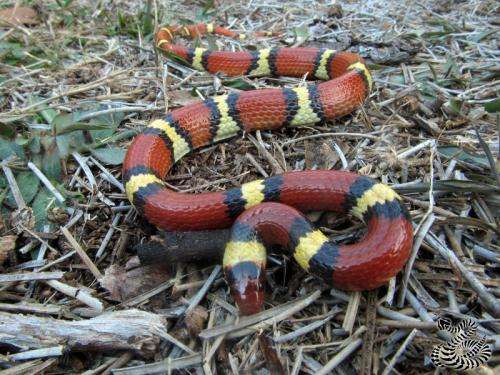 Study finds mimicry increased in scarlet kingsnake snake after disappearance of coral snake
