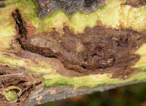 Study: Fungus behind deadly disease in walnut trees mutates easily, complicating control