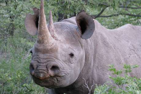 Study helps prevent rhino deaths during relocation