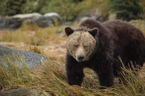 Study led by indigenous people uncovers grizzly bear 'highway'