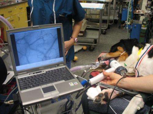 Study monitors effects of IV fluid on dog circulation during surgery