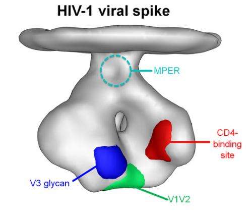 Study of antibody evolution charts course toward HIV vaccine