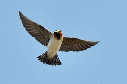 Study of cliff swallows' flight tactics could help design missile guidance systems