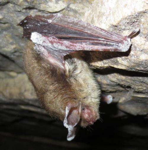 Study of deadly bat disease finds surprising seasonal pattern of infections