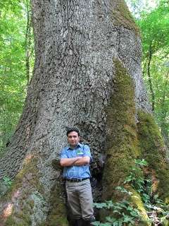 Study of dead wood in old-growth Iranian forest provides information for forest management