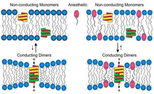 Study offers new clue into how anesthesia works
