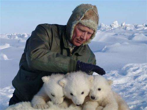 Study: Polar bears disappearing from key region