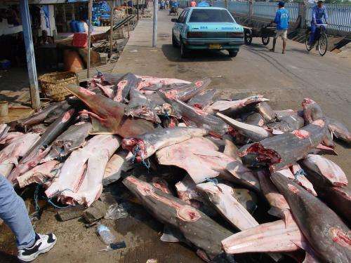 Study says sharks/rays globally overfished