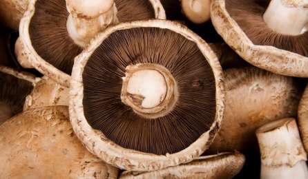 Study shows benefits of mushroom consumption