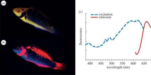 Study shows fairy wrasses perceive and respond to their own deep red fluorescent coloration