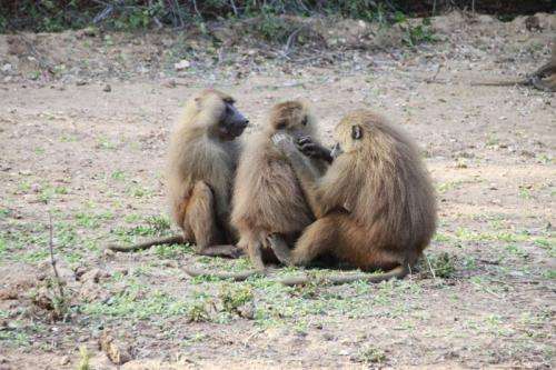 Study shows tolerance and cooperative ties between male Guinea baboons