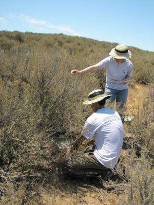 Study suggests air pollution in the Santa Monica mountains is harming native plants, increasing fire risk