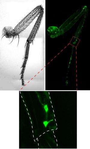 Stumbling fruit flies lead scientists to discover gene essential to sensing joint position