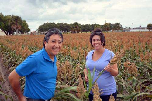 Sugarcane aphids under control as South Texas grain sorghum harvest begins