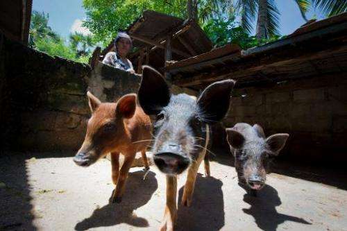 Sumbanese grandmother Elisabeth Hadi Rendi attends to her pigs, the manure from which is fed into a mini bio-gas system generati