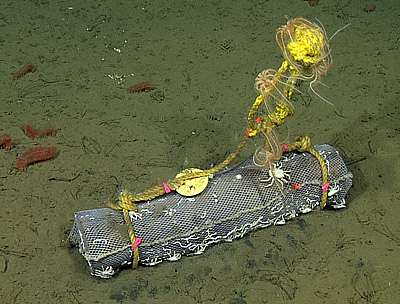 Sunken logs create new worlds for seafloor animals