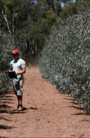Super trees increasing eucalyptus oil production in Victoria