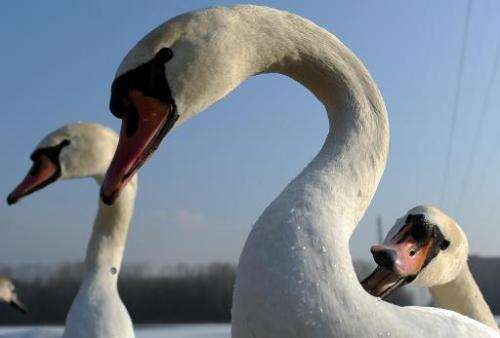 Swans are pictured on a lake in Slovakia on December 29, 2010