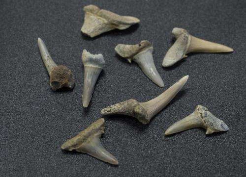 Shark teeth analysis provides detailed new look at Arctic climate change