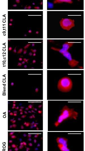 Targeting monocyte function to reverse atherosclerosis