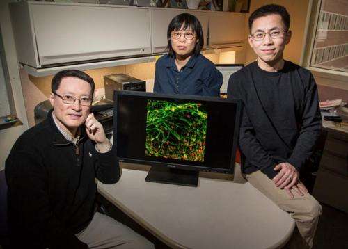 Team finds a better way to grow motor neurons from stem cells