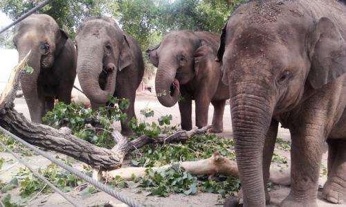 Team studies immune response of Asian elephants infected with a human disease