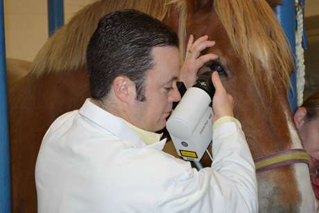 Technique is safer, faster way to diagnose horse eye problems