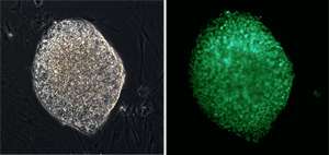 Technique to make human embryonic stem cells more closely resemble true epiblast cells