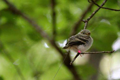 'Teenage' songbirds experience high mortality due to many causes, MU study finds
