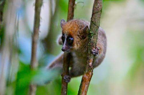 Teeth, sex and testosterone reveal secrets of aging in wild mouse lemurs